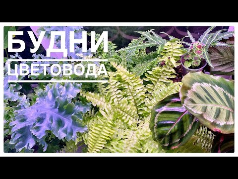 Видео: Будни цветовода | Продолжаю поливать и переставлять цветы | 15.03.2022г.