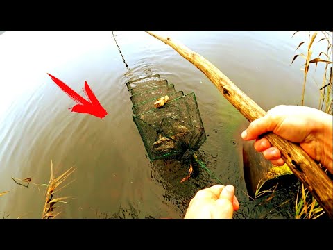 Видео: НЕ ОЖИДАЛ ЧТО ОСЕНЬЮ В ЭТОМ ОЗЕРЕ МНОГО РАКОВ! КРУПНЫЕ РАКИ ХОТЬ ВЕДРАМИ ЛОВИ - ОТЛИЧНЫЙ УЛОВ