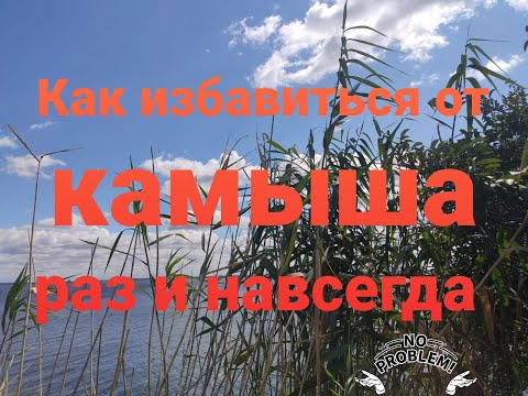 Видео: Как избавиться от камыша навсегда.