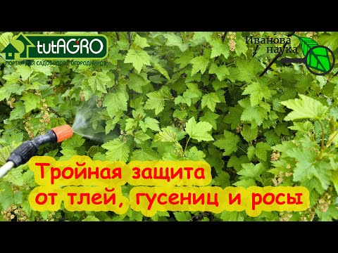 Видео: ВЫ БУДЕТЕ В ШОКЕ от того, ЧЕМ Я ГОНЯЮ ТЛЕЙ и РОСУ в саду. ТЛЯ БОИТСЯ ЭТОГО СРЕДСТВА КАК ОГНЯ.