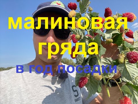 Видео: Малиновая Гряда в год посадки.