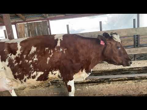 Видео: Как выбрать айрширку?