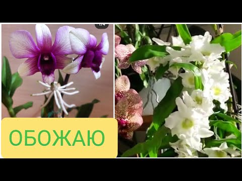Видео: Дендробиум нобеле и дендробиум фаленопсис. В чем разница? Пышное цветение и цветение на ножках!