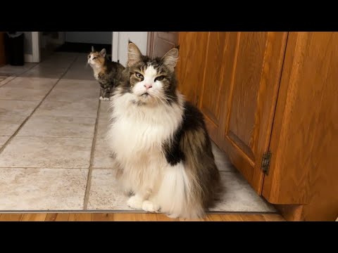 Видео: Утренние проделки 😲 4 Cats Утренняя рутина