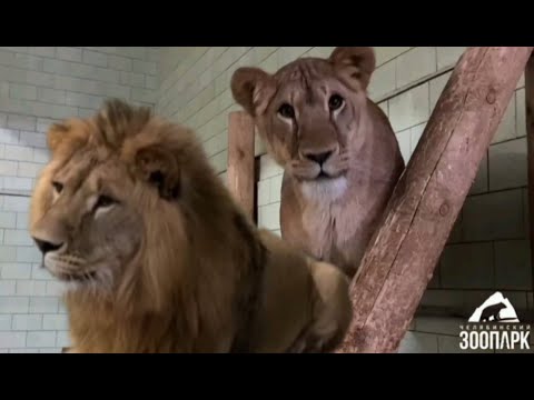 Видео: Мы давно этого ждали‼️Посмотрите как выросли львята Сева и Киара 🥰 #animals #lion #челябинск