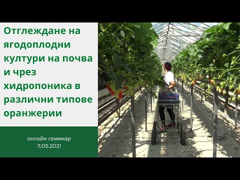 Видео: Отглеждане на ягодоплодни култури на почва и чрез хидропоника в различни типове оранжерии
