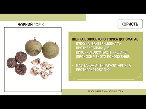 Видео: ✅Чорний горіх - цілющі і корисні властивості