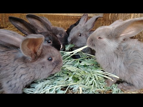 Видео: Лучшее средство от глистов и паразитов для кроликов!