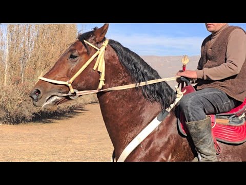 Видео: Красавчик Беш Жылдыз Чыкты✊️