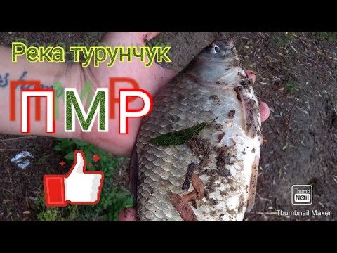 Видео: Рыбалка на реке  Турунчук с Кумом. ПМР