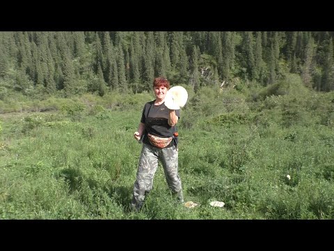 Видео: Очень много грибов разных!