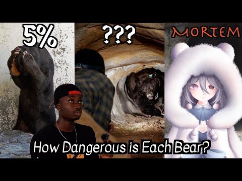 Видео: Насколько я опасен по сравнению с другими медведями? | Casual Geographic React