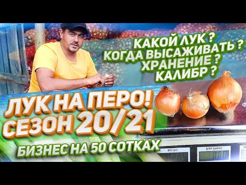 Видео: 71/20#1 выпуск •1. Лук на перо! Сезон 20/21. Какой лук, когда высаживать, хранение, калибр?