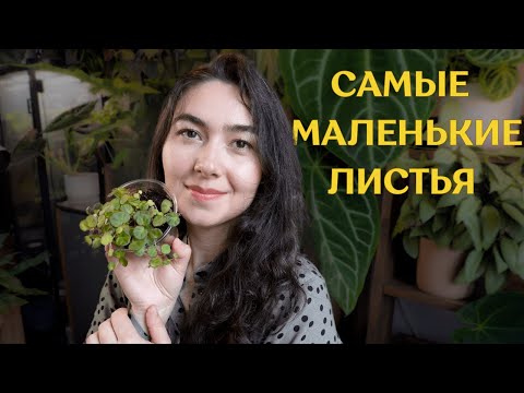 Видео: МЕЛКОЛИСТНЫЕ растения из моей КОЛЛЕКЦИИ | растения с МИНИАТЮРНЫМИ листьями