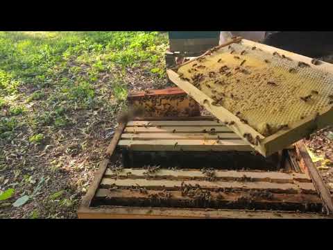 Видео: Спасеното семейство от Американски гнилец сезон 5 - 2025 част 2