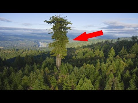 Видео: ӘЛЕМДЕГІ ЕҢ БИІК АҒАШ ҚАЙ ЖЕРДЕ?