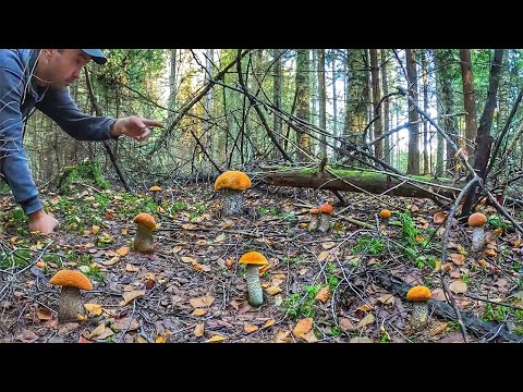 Видео: НАБИЛ ТАРУ С ГОРКОЙ! ОГРОМНОЕ СЧАСТЬЕ СОБИРАТЬ ТАКИЕ ГРИБЫ   | ЭМОЦИИ ПЕРЕПОЛНЯЮТ ГРИБНИКА | КОНКУРС