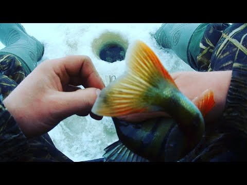 Видео: Открытие зимнего сезона. Ладога. д.Чёрное.Ловля окуня.