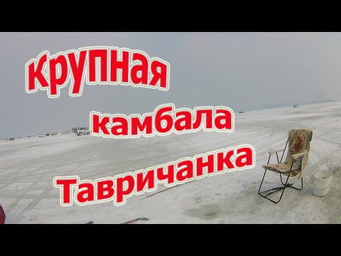 Видео: Ловля крупной камбалы Тавричанка.  Амурский залив.