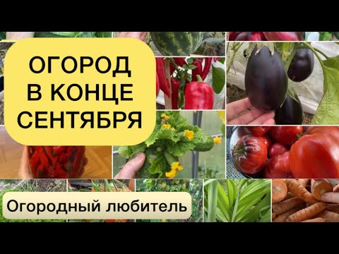 Видео: ОГОРОД В КОНЦЕ СЕНТЯБРЯ // хороший сорт капусты, порадовал перец, дозревают томаты