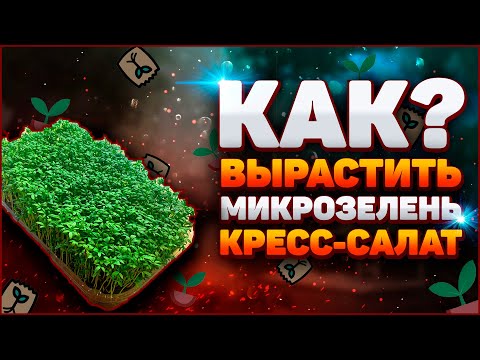 Видео: Как вырастить кресс салат микрозелень? Микрозелень дома!