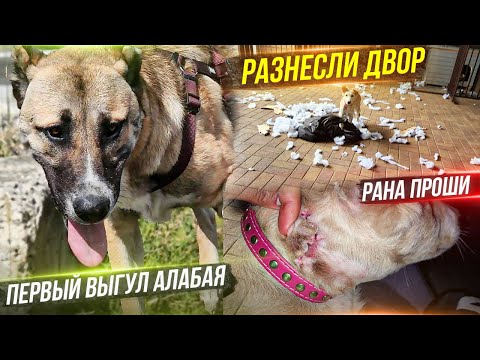 Видео: Первый выгул Алабая. Проше сняли швы. Линда опирается на все лапы. Кузя заболел. Я улетаю в Мосвку.