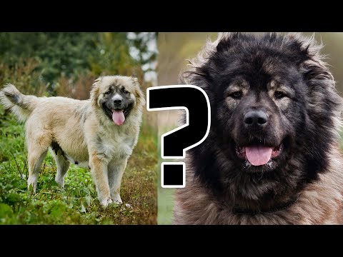 Видео: Почему мне лучше взять взрослую КАВКАЗСКУЮ ОВЧАРКУ, а не щенка?