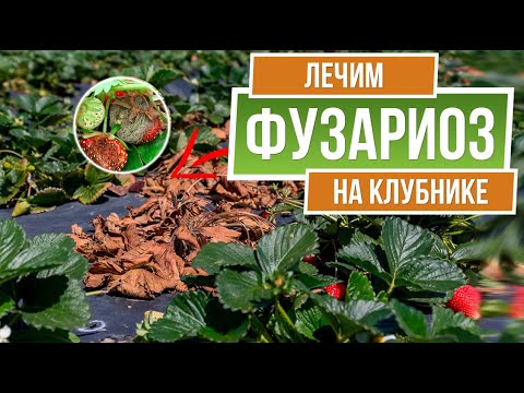 Видео: Почему сохнут кусты земляники ✔️ Как лечить Фузариоз 🍓