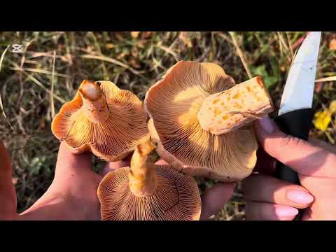 Видео: МЫ НАШЛИ МНОГО МНОГО РЫЖИКОВ ДЕЛИКАТЕСНЫХ 😳😋👍🍄‍🟫🍄‍🟫🍄‍🟫1 часть