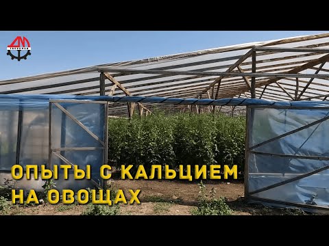 Видео: Опыты с кальцием на овощах