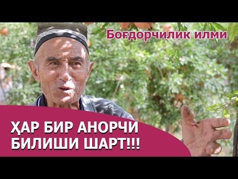 Видео: Машҳур анорчи мутахассис билан суҳбат - Mashhur anorchi mutaxassis bilan suhbat