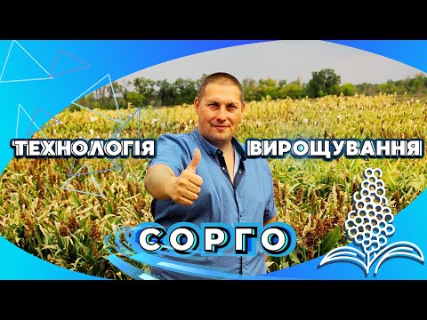 Видео: 🔬ТЕХНОЛОГІЯ ВИРОЩУВАННЯ СОРГО🌾