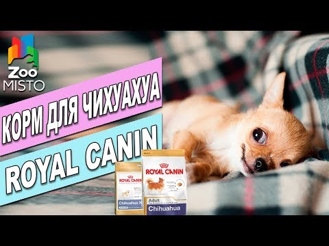 Видео: Корм для собак Роял Канин Чихуахуа| Обзор Корма Роял Канин | Royal Canin Chihuahua review
