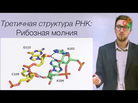 Видео: Биологические макромолекулы. Структура и динамика РНК
