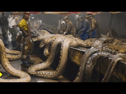 Видео: Почему Австралийцы Не Едят Змеи? Как они борются с миллионами змей!