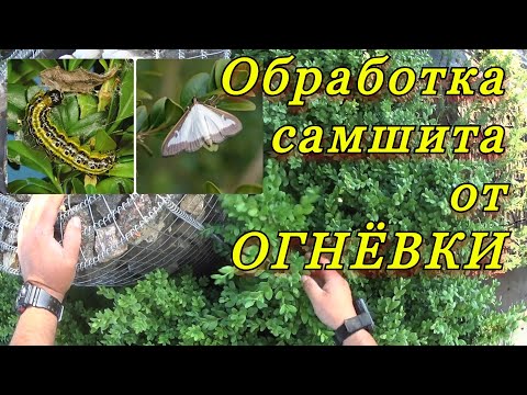 Видео: Профилактическая обработка самшита от "огнёвки".