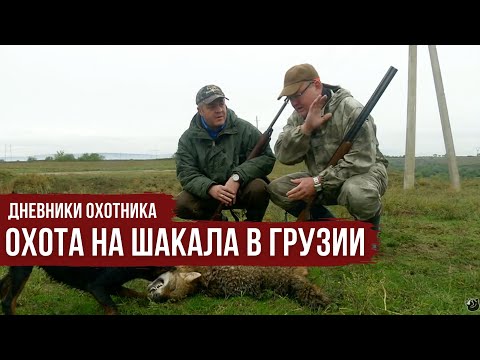 Видео: ОХОТА НА ШАКАЛА с собаками в Грузии \ Дневники охотника \ 1 серия