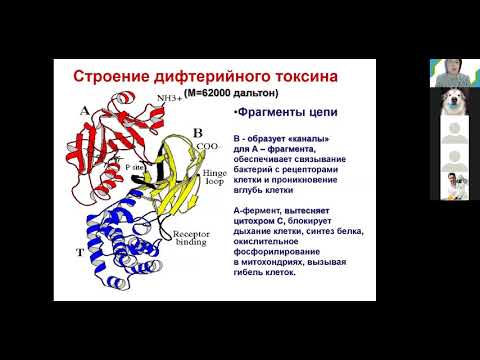 Видео: С. А. Лисовская. Коринебактерии. Возбудитель дифтерии. Бордетеллы. Медицинская биохимия.