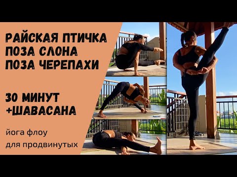 Видео: КРЕАТИВНАЯ ЙОГА ФЛОУ: позы райской птицы, слона и черепахи