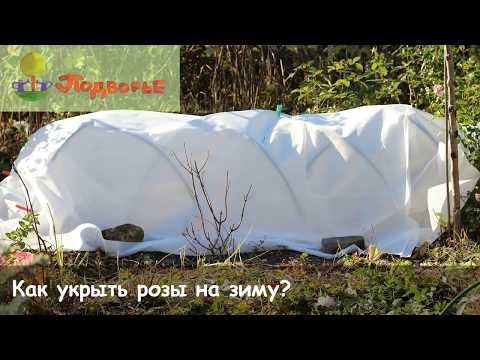 Видео: Укрытие роз