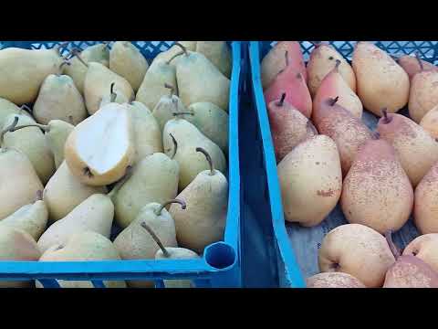 Видео: Зимові груші Еріка і Яблунівська.