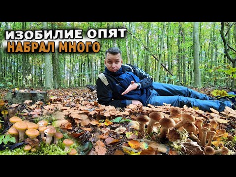 Видео: Собираю ОПЯТА в лесу Германии В лесу очень много грибов