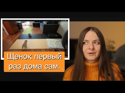 Видео: Первый раз оставили щенка дома одного | щенок мопса 2 месяца