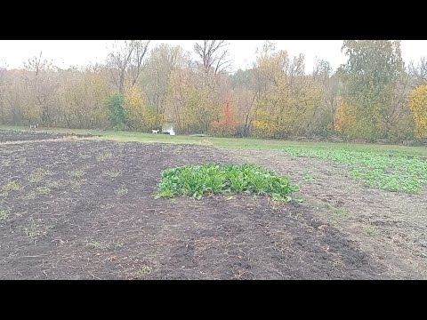 Видео: Козьи лакомства 