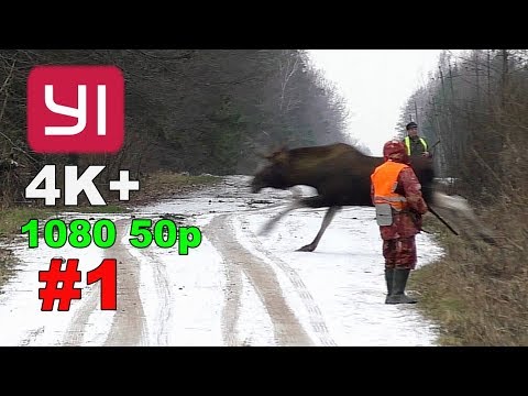 Видео: YI 4K+. #1. Загонная охота на лося, кабана и косулю. 15 декабря 2018г.