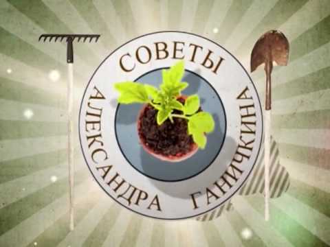 Видео: Советы Александра Ганичкина. Выращивание баклажанов