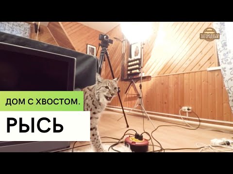 Видео: Рысь \  Содержание в доме \ Дом с хвостом