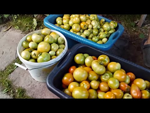 Видео: ТОМАТОВ НА ОГОРОДЕ БОЛЬШЕ НЕТ ! СПАСАЮ ТОМАТЫ ОТ ФИТОФТОРЫ ! // ОТВЕТ НА КОММЕНТАРИЙ.
