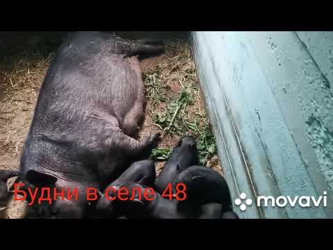 Видео: Видео для тех, кто впервые хочет завести вьетнамских свиней. Содержание.
