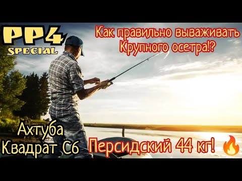 Видео: РР4 ГАЙД. Как правильно вываживать крупную рыбу на реке Ахтуба!?Вытаскиваю Персидского 44 кг#рр4